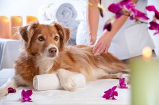 Holistic Services in Pet Resorts: From Acupuncture to Yoga