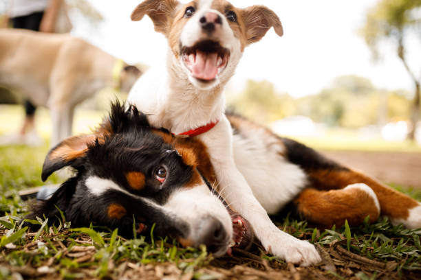 The Role of Play in Learning and Socialization for Pets