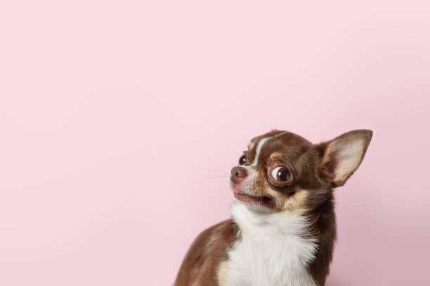 dog giving the side eye