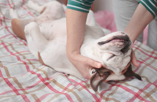Modern Grooming Trends Every Dog Salon Should Adopt