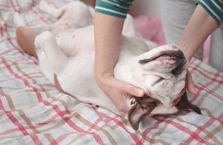Holistic Services in Pet Resorts: From Acupuncture to Yoga