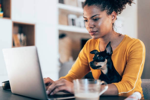 pet business owner making updates on computer with small dog in lap