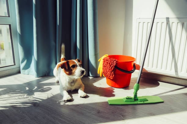 Embracing Eco-Friendly Pet Care in Your Business