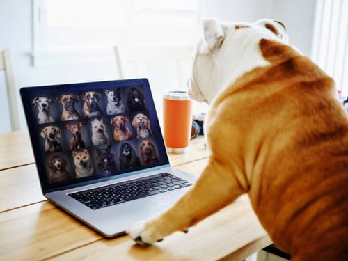 Pet-Care Business Social Media Marketing: A Crash Course