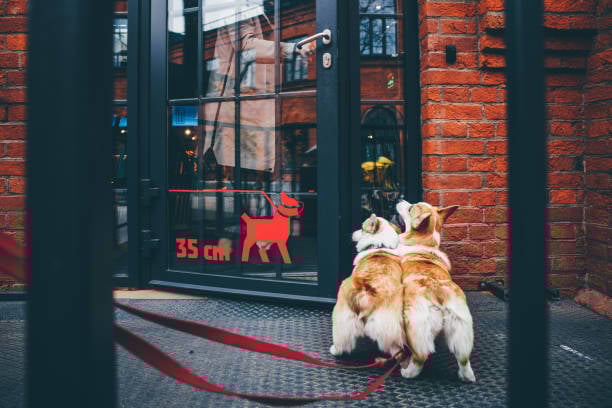 two corgis excited to enter pet-care business
