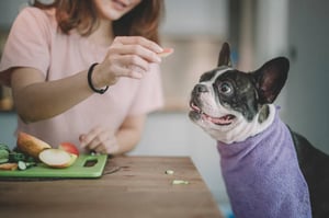 Developing a Winter Menu for Your Dog Bar: Nutritious and Comforting Recipes