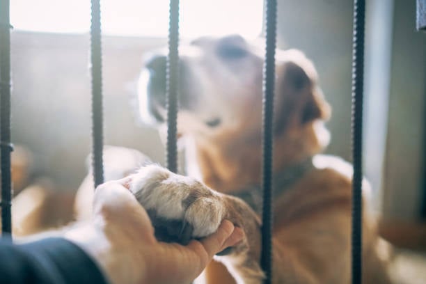 isolated dog being cared for in kennel