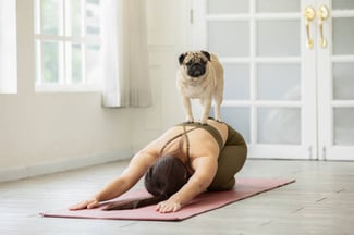 Holistic Services in Pet Resorts: From Acupuncture to Yoga