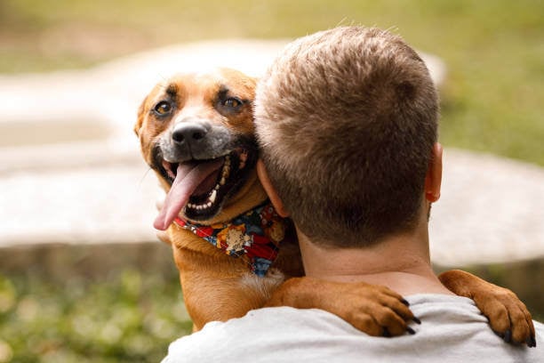 Picture Idea: Marketing Strategies For Dog Grooming Businesses
