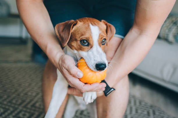 dog with a small pumpkin in mouth
