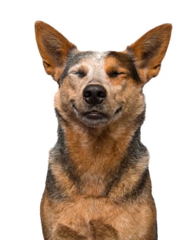 Understanding Canine Body Language for Pet-Care Professionals