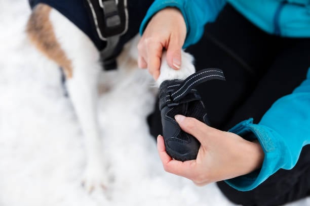Winter Paw Care: Protecting Dog's Feet in Cold Weather