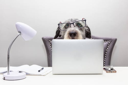 How to Increase Tips at Your Pet-Care Business: 5 Strategies