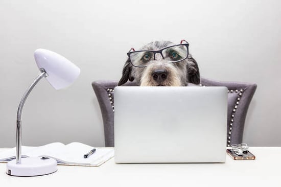 A dog sits in front of an open laptop