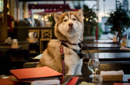 Designing a Dog-Friendly Menu for Your Dog Bar