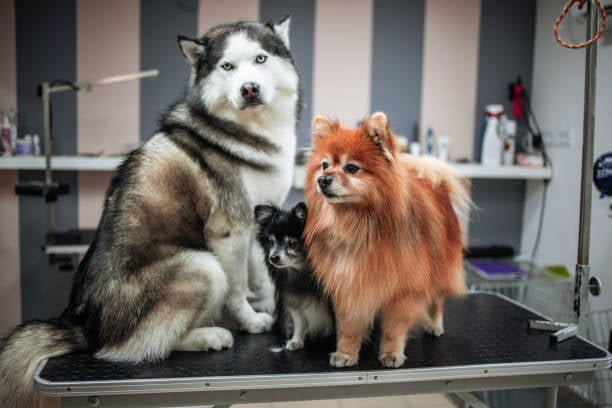 5 Pet-Care and Dog Grooming Industry Trends: Market Report - Pet Grooming Business Industry Trend