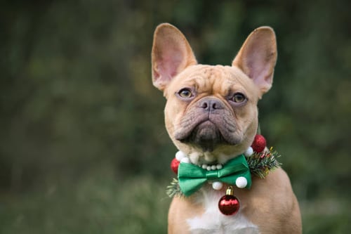 Marketing Your Dog Grooming Services for the Holiday Season