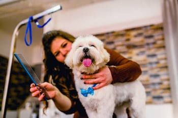 what products do groomers use on dogs