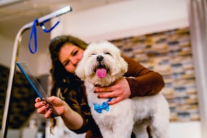 8 Best Dog Grooming Tools for Your Pet-Care Business