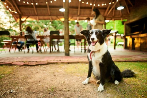 How to Throw a Successful Dog-Friendly Event at Your Dog Daycare