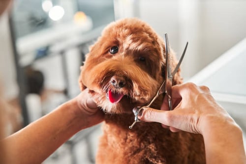 Sell the Value of Pet Grooming