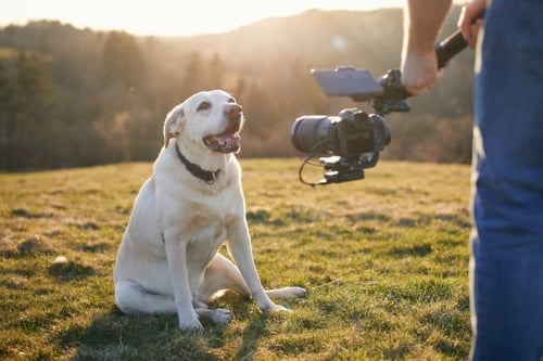 Why Video Marketing is Crucial for Pet-Care Professionals