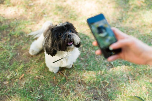 dog kennel owner taking a photo of a smiling dog outside