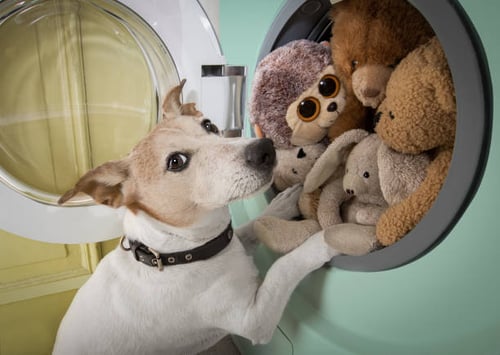 Why are Hygiene and Sanitation Important in Pet-Care Businesses?