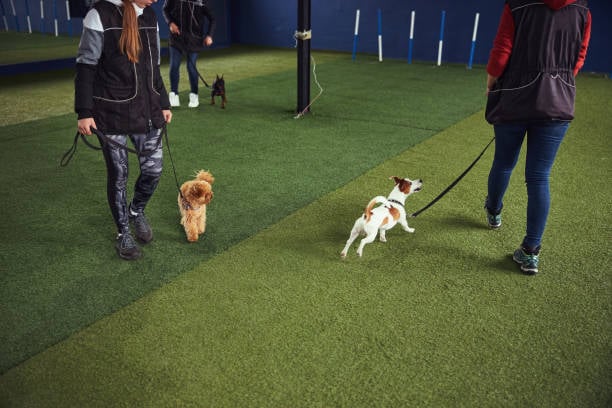 two dog trainers at facility