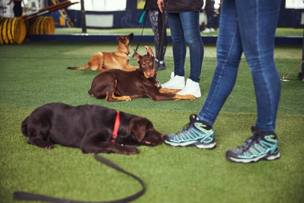 8 Fun and Safe Indoor Activities for Dogs in Daycare During Winter