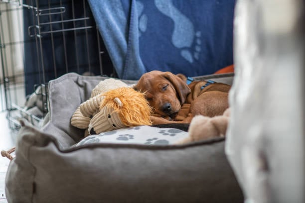 sleeping puppy in its crate