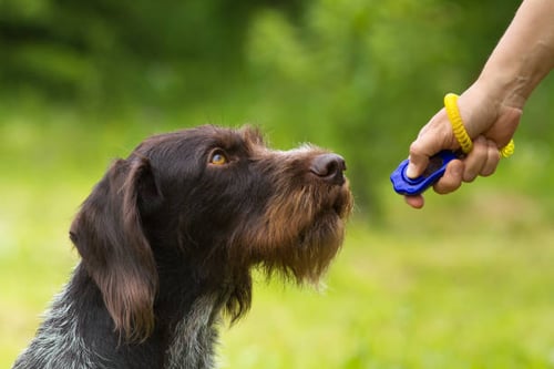 Tiede koiran koulutuksen takana: Koirien oppimisen ymmärtäminen