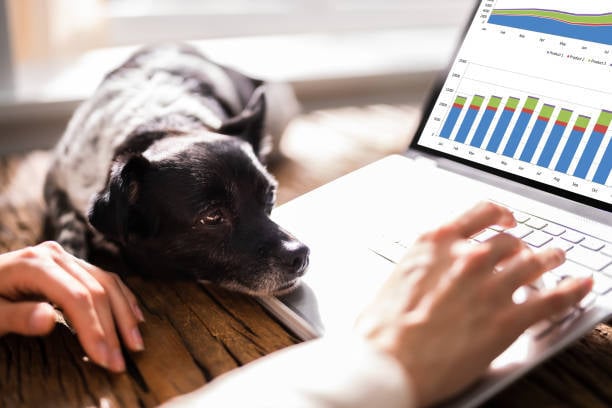pet business owner with dog going through numbers and reports on laptop