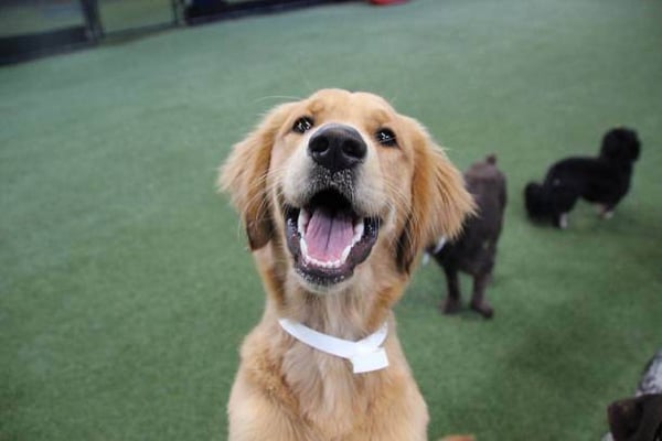 Dog Daycare Business Start-up Costs: What You Need to Know