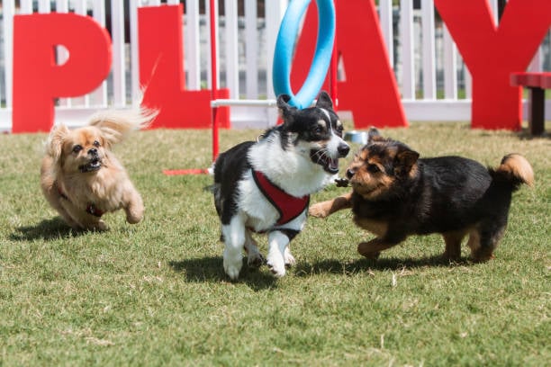 5 Pet-Care and Dog Grooming Industry Trends: Market Report - Pet Grooming Business Industry Trend