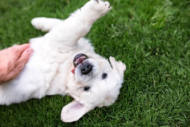 puppy lounging with pet care business owner at dog daycare