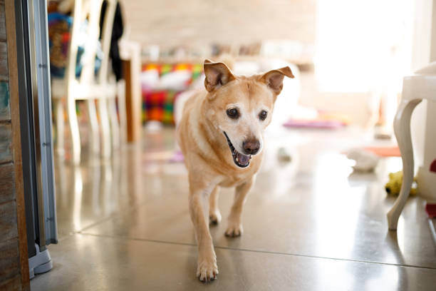 Boarding Considerations for Senior Dogs