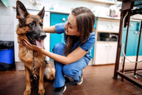 A veterinarian examines a german shepherd dog