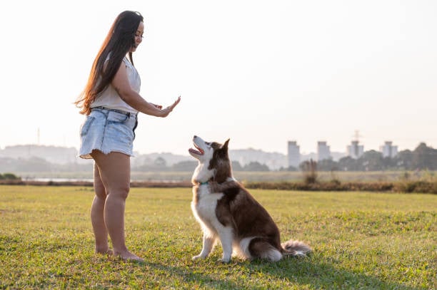 Advanced Training Techniques for Experienced Dogs