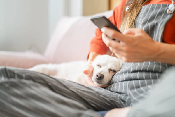 Revolutionizing Pet-Care Marketing: Gingr's Multi-Faceted Toolkit