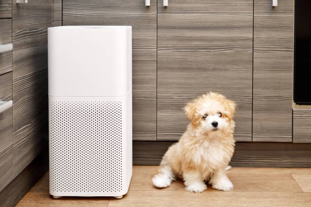 Embracing Eco-Friendly Pet Care in Your Business