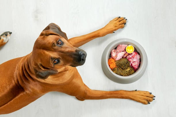 A Year in Review: Top Trends in the Pet-Care Industry for 2023