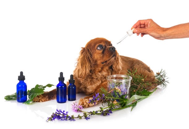 Incorporating Aromatherapy in Your Dog Grooming Services