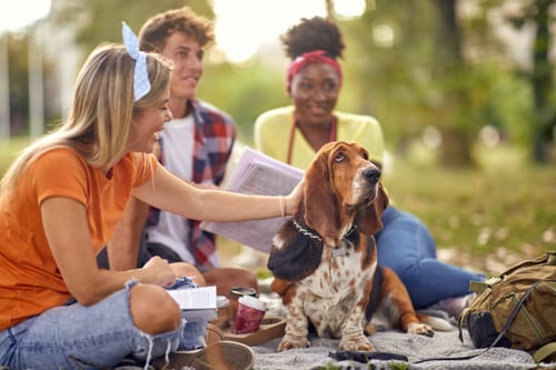 Harvest Celebrations: 10 Ideas for Dog Daycares and Kennels