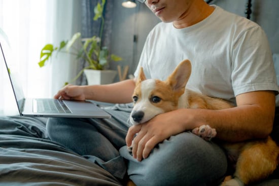 Maximizing Your Pet Business Visibility Online