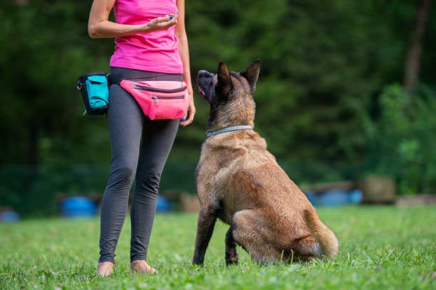 Building a Pawsitive Space: Creating a Welcoming Environment for Dog Training