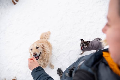 Tips for Winterizing Your Dog Daycare or Dog Park: A Safety Checklist