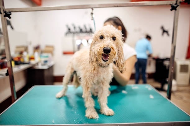 View of 5 Pet-Care and Dog Grooming Industry Trends: Market Report
