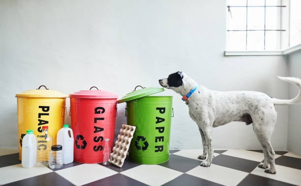 Embracing Eco-Friendly Pet Care in Your Business