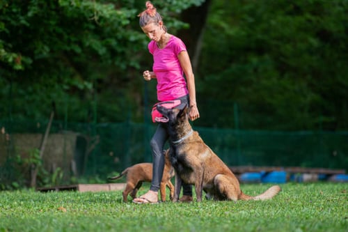 The Role of Technology in Modern Dog Training Methods